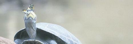 elarmagedon's profile banner image
