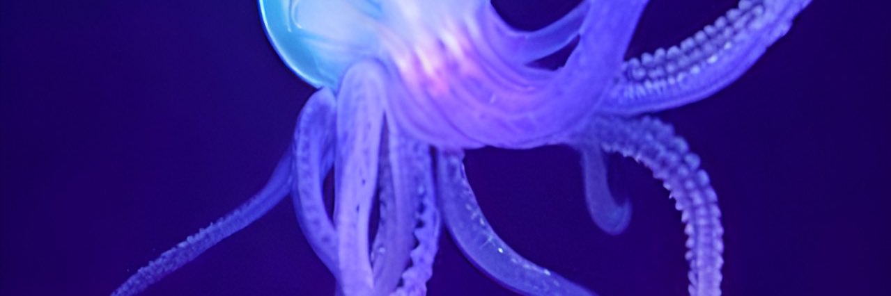 OctopusPaci's profile banner image