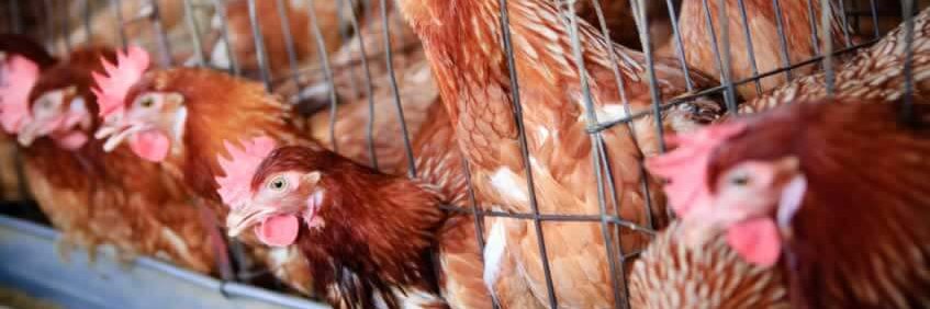 Rwanda Poultry Industry Association banner