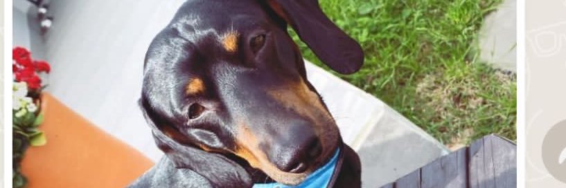 botosoares's profile banner image