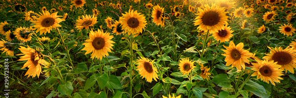 CynthiaSistek Profile Banner