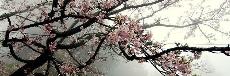 cail_lua's profile banner image
