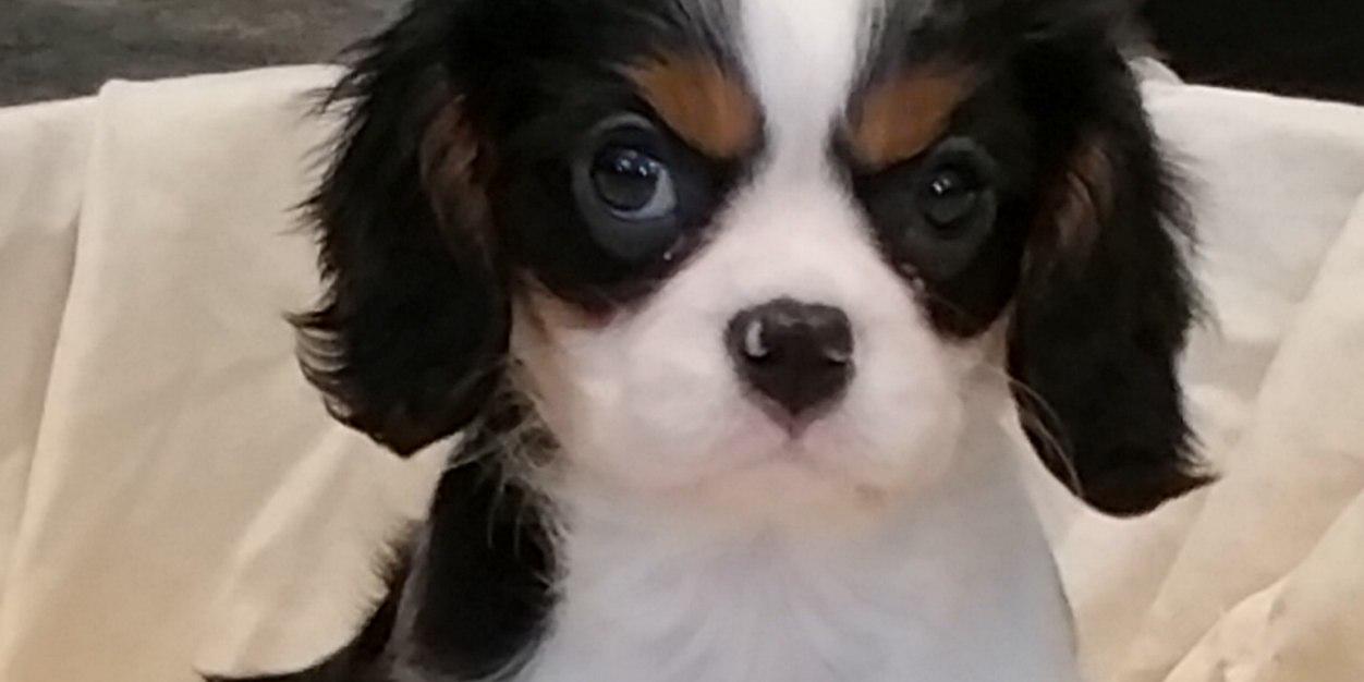 loveofanimals75's profile banner image
