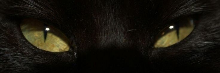 paulitanchez's profile banner image