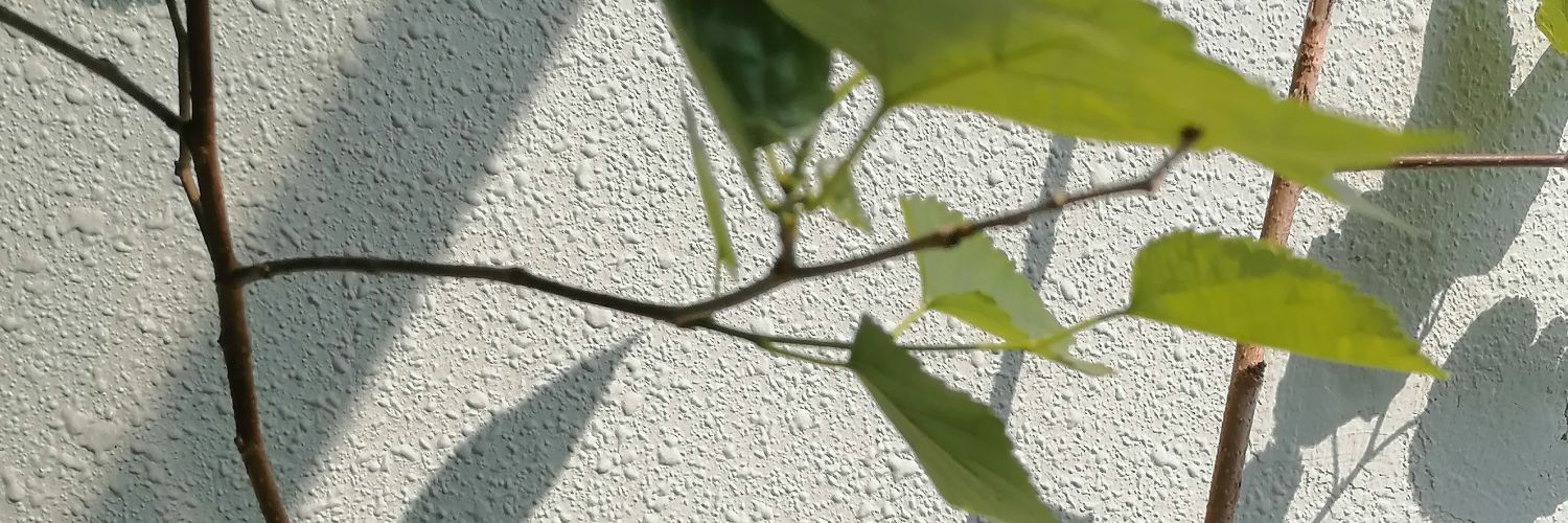 cwlaam2's profile banner image