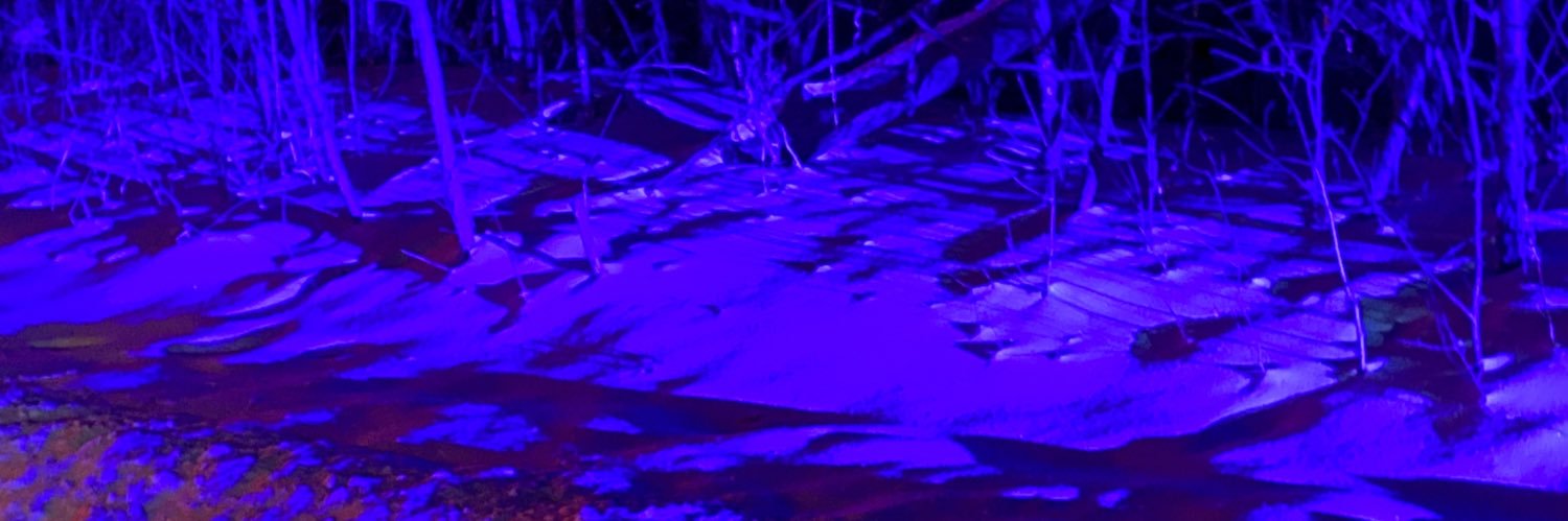 car1ycat's profile banner image