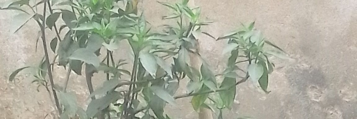 Presence Of World banner