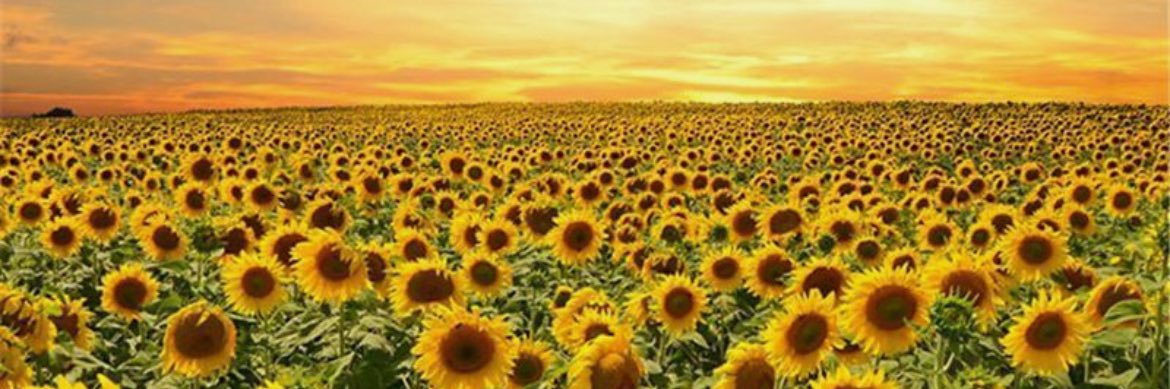 Emba_Walker's profile banner image