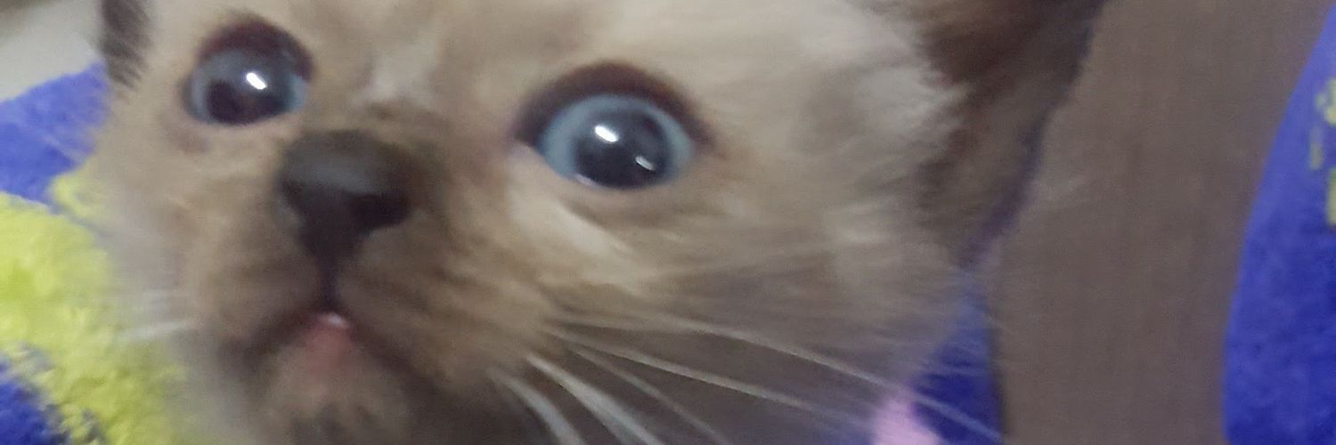 dianymar77's profile banner image