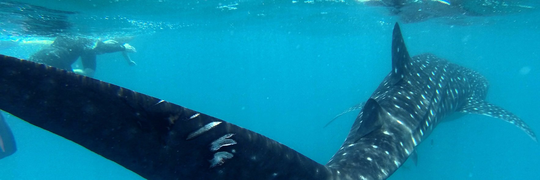 Caitlin Brisson banner