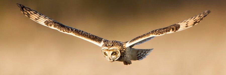 Sinan_eraser's profile banner image