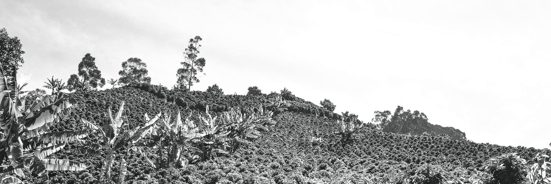 aliadoinvisible's profile banner image