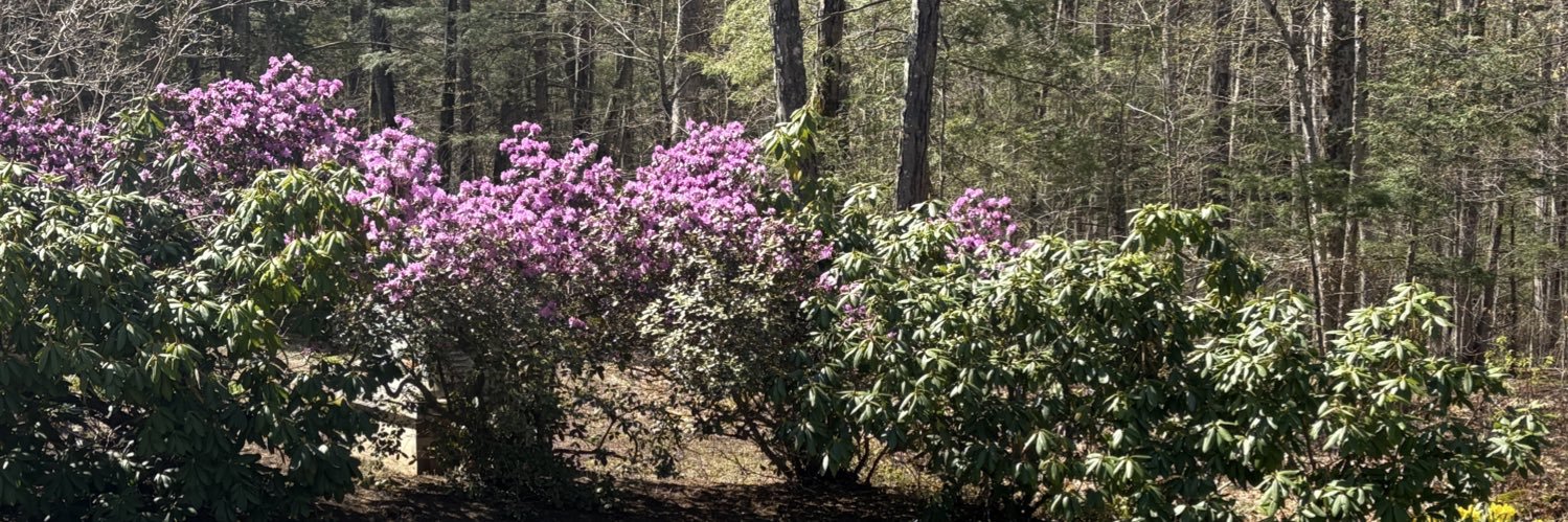 NH Conservative banner