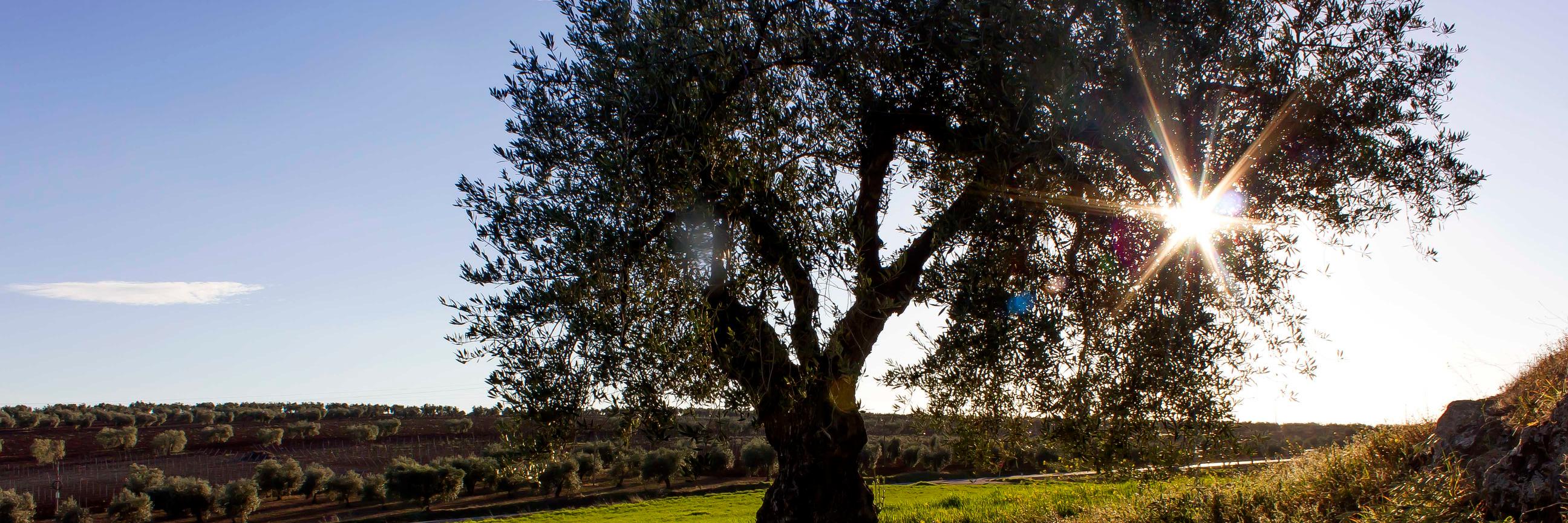Lorenribera's profile banner image