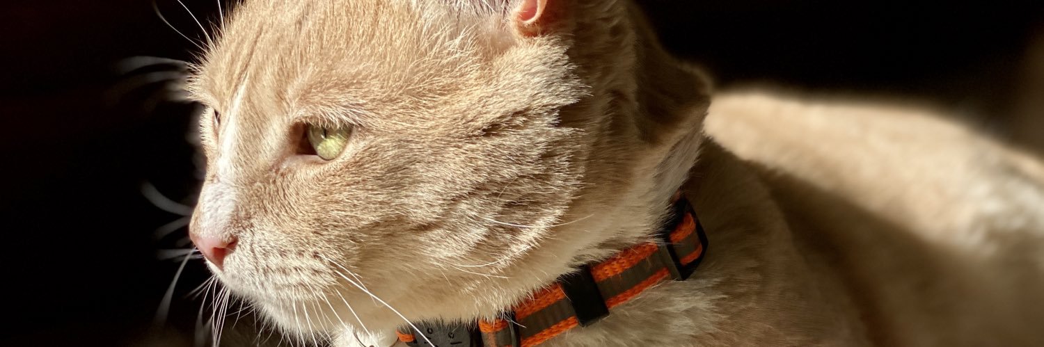 Eight Cats One Pup's banner