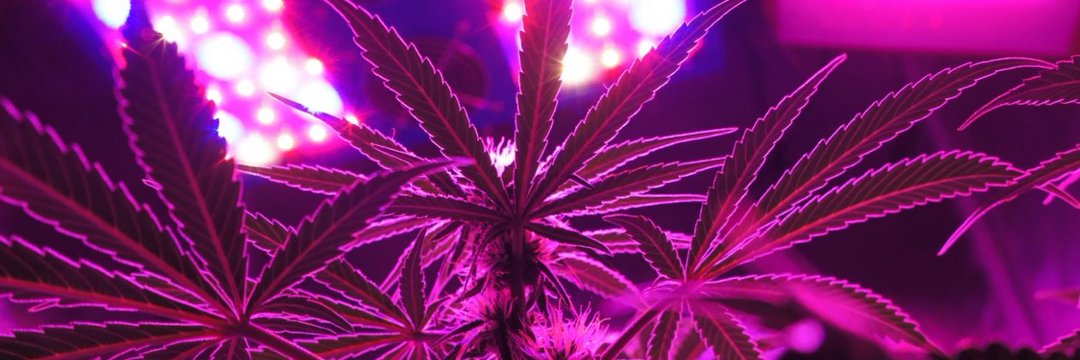 Olivia is dead 🥀 banner