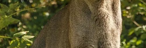 Les Christopher banner