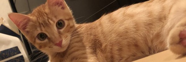 nabenabe231 Profile Banner