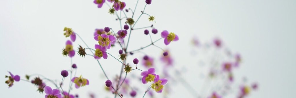 Jusscaceres's profile banner image