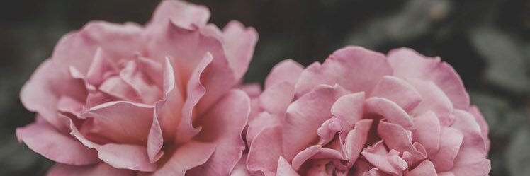 caitlin_henning's profile banner image