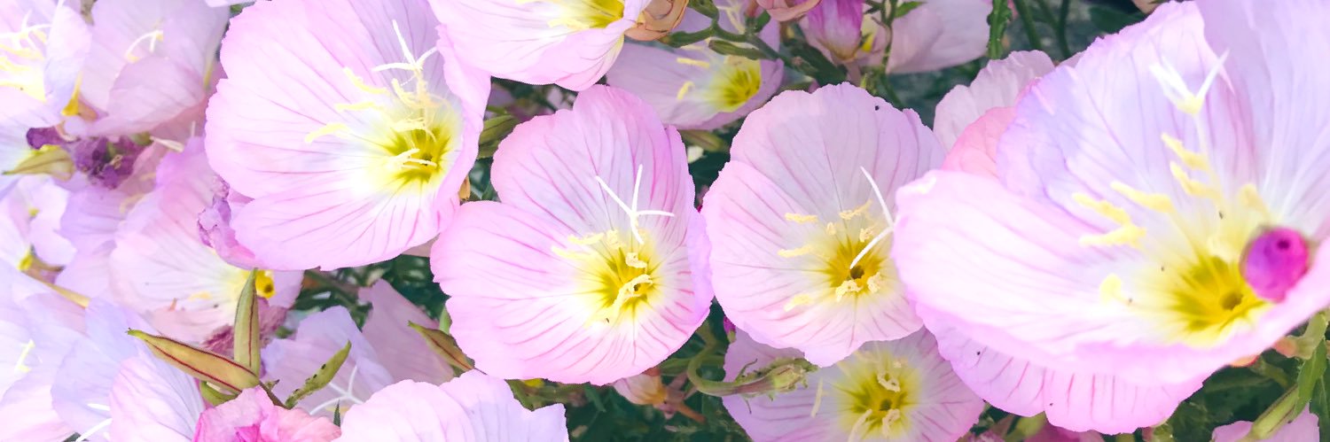 ツキミ🍡 banner