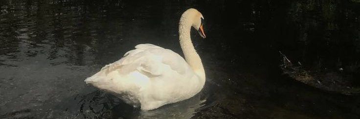 literarysaah's profile banner image