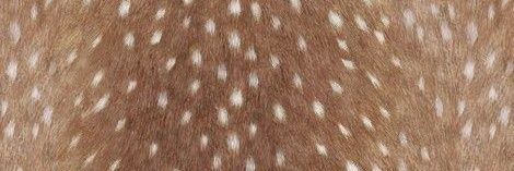 𝒋𝒂𝒋𝒂 𝘇 𐰁 ׁ banner