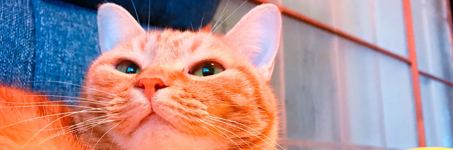 純キチ@猫背 banner