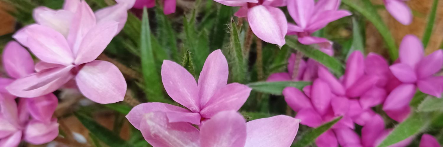はなはな's banner