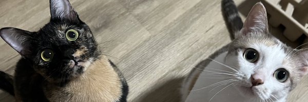 Chaomchaaem Profile Banner