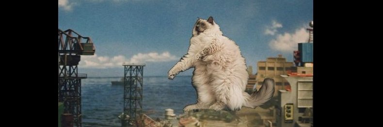 Mitchell Bowker banner