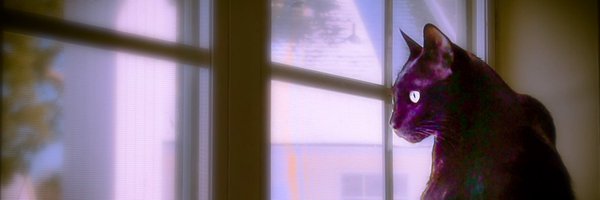 jimani Profile Banner