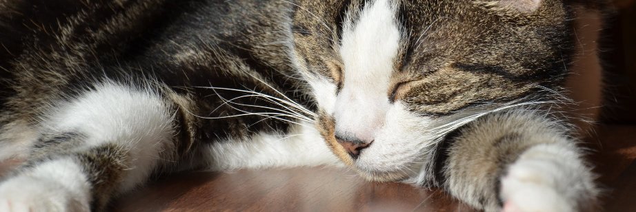 Jens Reimann / @ctron@dentrassi.de banner