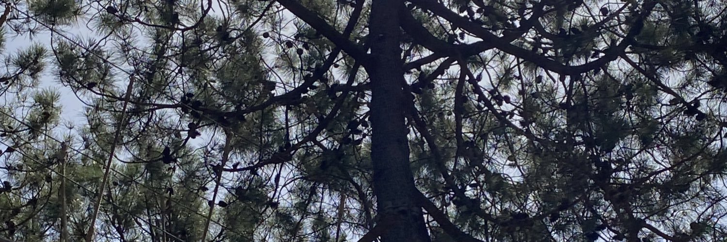 Napargo1's profile banner image