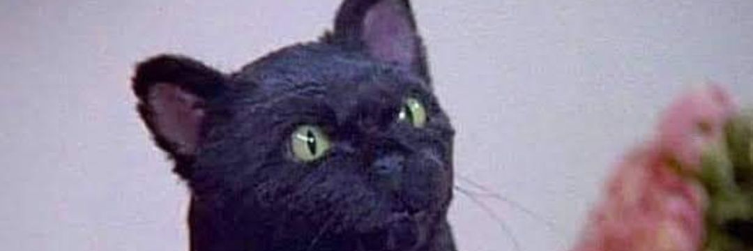 Catalnt's profile banner image