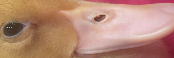 BalmannoLogan Profile Banner