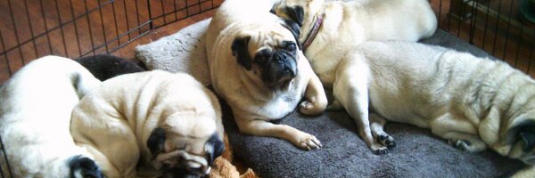 BusterBrown Profile Banner