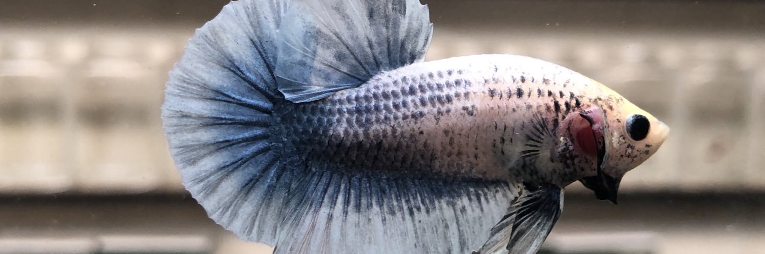 MassBayuu's profile banner image
