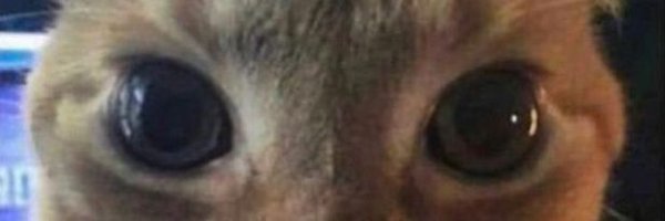 Enny_Lewds Profile Banner