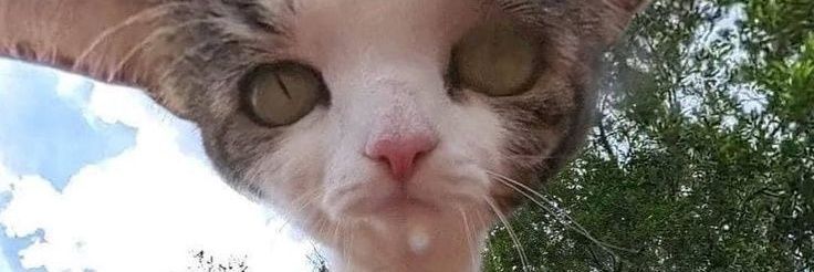 LilTrollmor's profile banner image