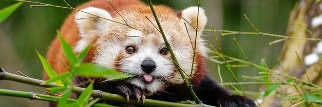 T🅾️🅱️ℹ️🅰️S banner