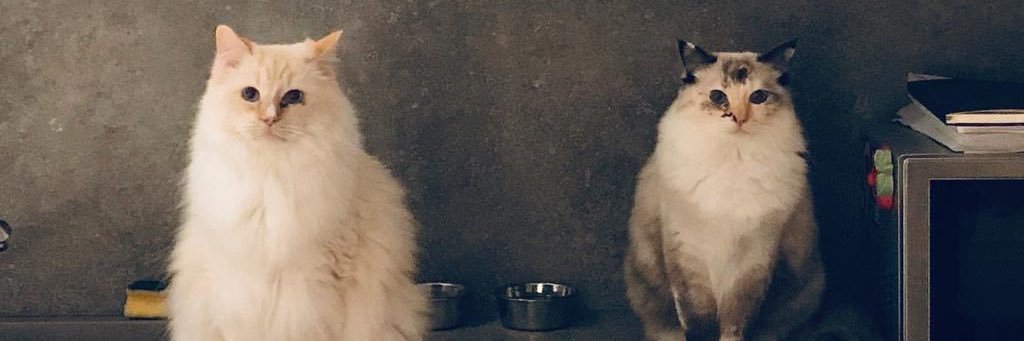 VMantels's profile banner image