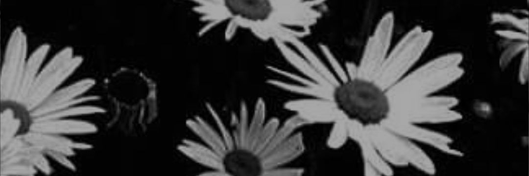 ZeynepKS1903's profile banner image