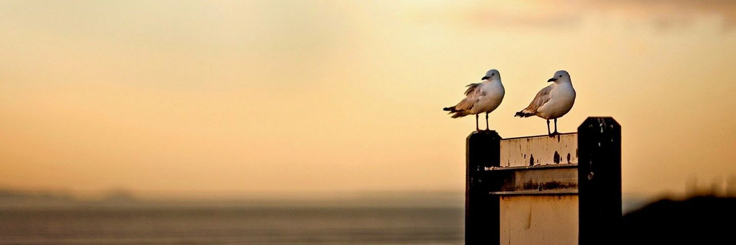 ammali_fr's profile banner image