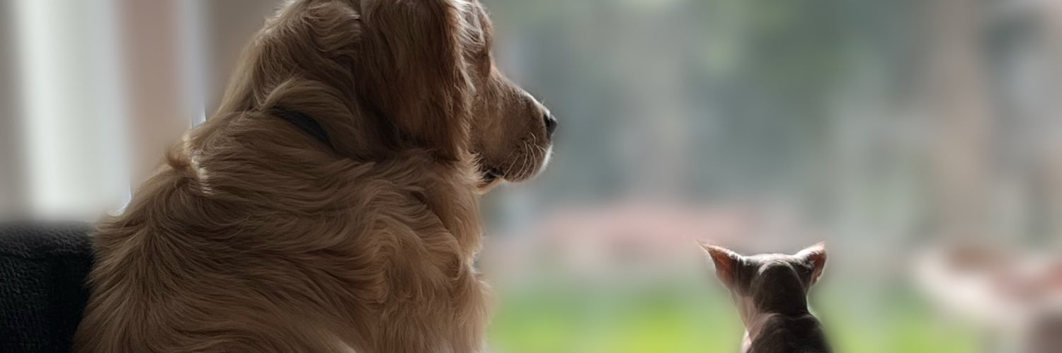 davinabruggeman's profile banner image