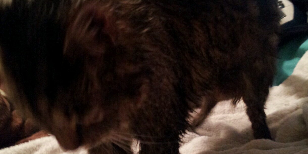 Kyleee_Caaat's profile banner image