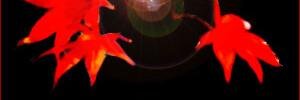 alceste1973's profile banner image