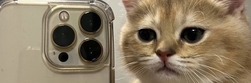 sleuthingfox's profile banner image
