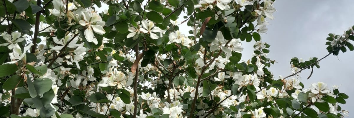 Mairaet246's profile banner image