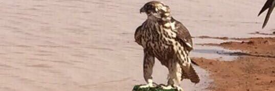 Saud1156Ms's profile banner image